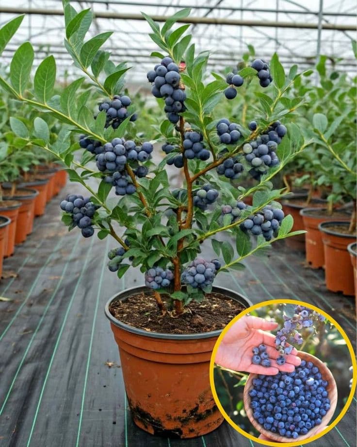 Climate-controlled blueberry farming in polyhouse