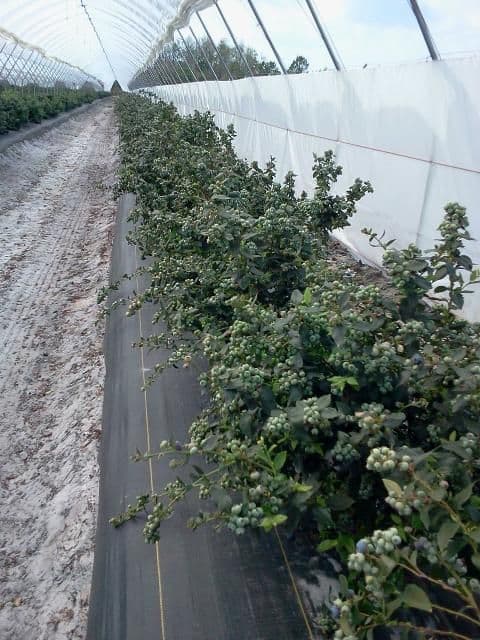Government supported blueberry farming in polytunnel