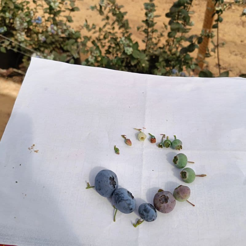 Organic blueberry certification process