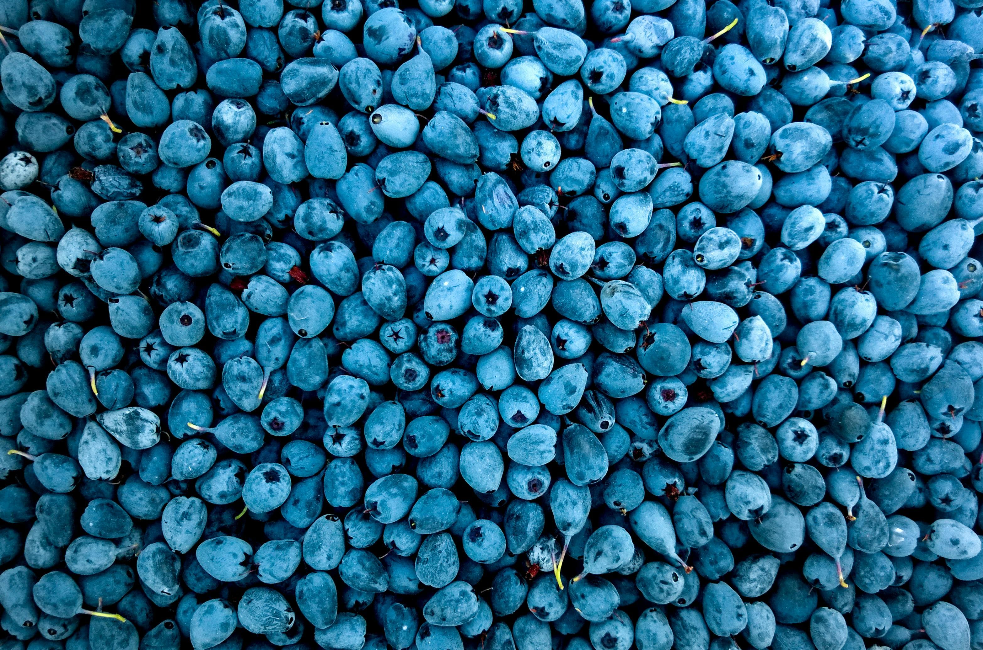 Darjberry blueberry farming landscape