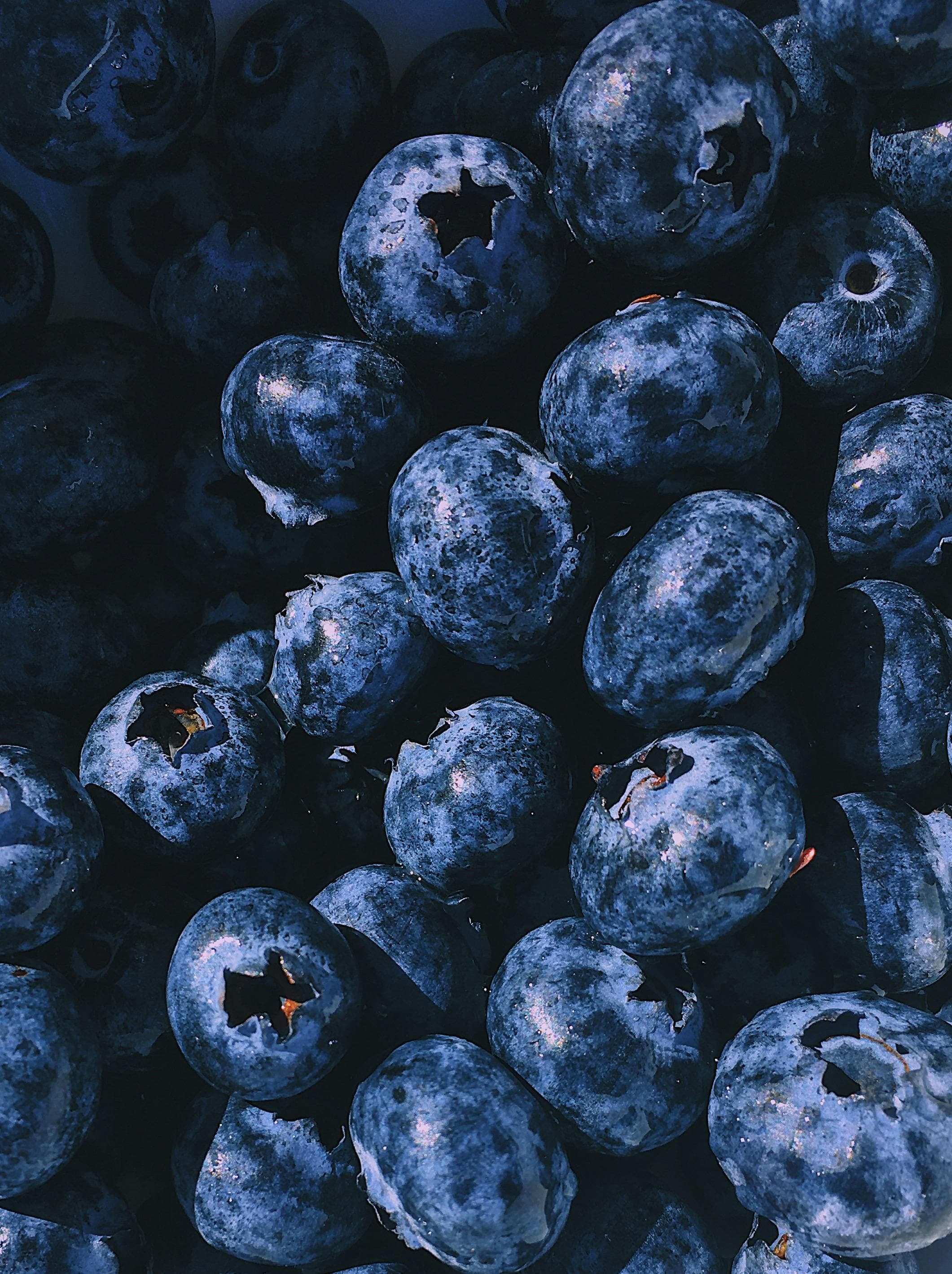 Darjberry blueberry farming landscape