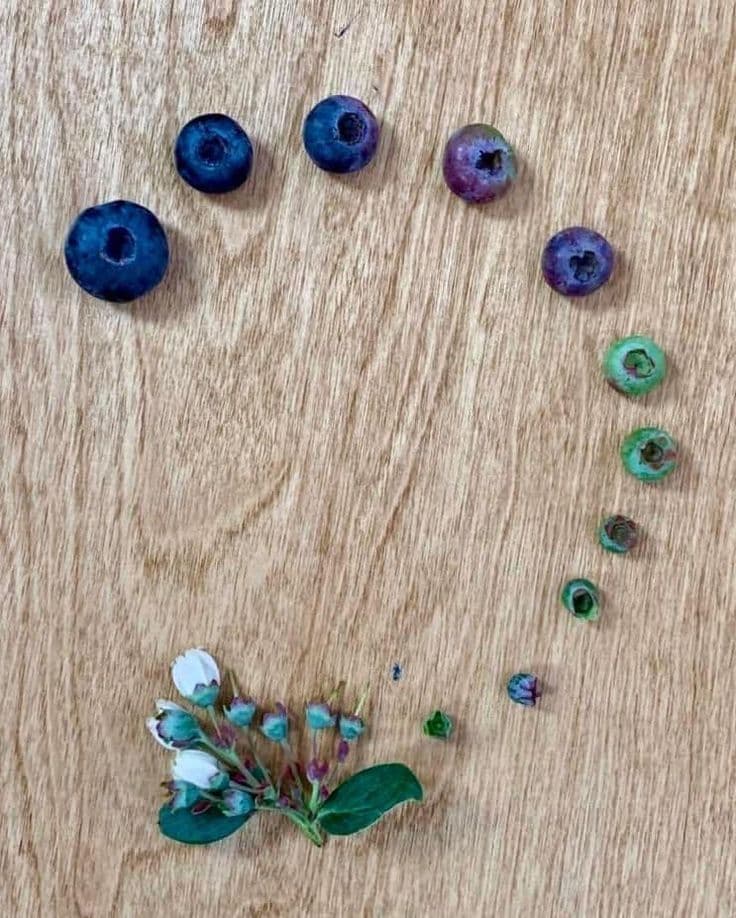 Global blueberry export opportunities from India